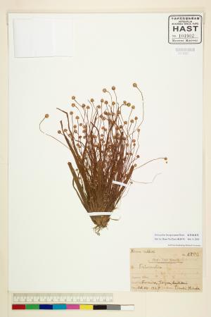 <a href="https://brmas.openmuseum.tw/muse/digi_object/61e940ed2aa48b8200a8a5b09b0d4af9" target="_blank">連萼穀精草／中央研究院生物多樣性研究博物館植物標本館 (HAST)</a>