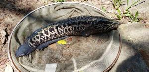 <a href="https://taieol.tw/muse/digi_object/f487c40aab1e5b1190c6a06748f1071e" target="_blank">斑鱧／By：pangolintrumpet／iNaturalist</a>