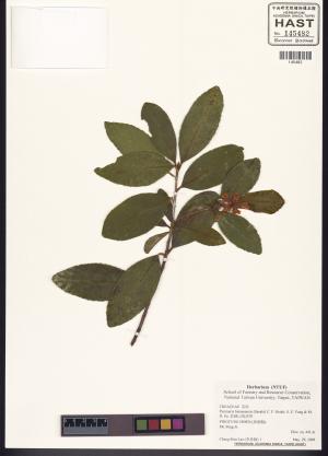 <a href="https://brmas.openmuseum.tw/muse/digi_object/61ff5df79c3b1d55b0f29ad95bb4d3d6" target="_blank">武威山烏皮茶／中央研究院生物多樣性研究博物館植物標本館 (HAST)</a>