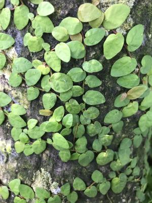 <a href="https://taieol.tw/muse/digi_object/f1a52a2ec62d8476cb5c0e22e46939be" target="_blank">薜荔／By：kellyshu／iNaturalist</a>