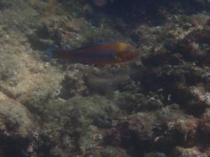 <a href="https://taieol.tw/muse/digi_object/5fa49ece125b68b8b8e7525726c8396c" target="_blank">三葉錦魚／By：bobohog／iNaturalist</a>