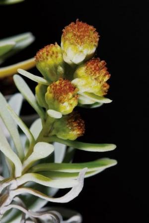 <a href="https://taieol.tw/muse/digi_object/a6558b744dbd9861d4a42839e3ab1d16" target="_blank">蘄艾／By：金門植物誌／金門國家公園管理處</a>