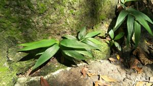 <a href="https://taieol.tw/muse/digi_object/1219ef2c6075a351485ed5cd5e68794c" target="_blank">淡竹葉／By：naturalist51606／iNaturalist</a>