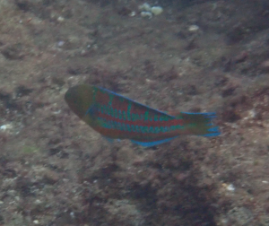<a href="https://taieol.tw/muse/digi_object/db57352a9ce1bd5991486ad4f7da6679" target="_blank">三葉錦魚／By：pchi45／iNaturalist</a>