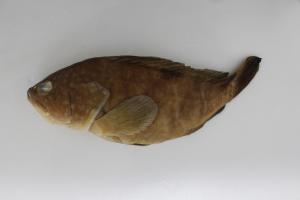 <a href="https://brmas.openmuseum.tw/muse/digi_object/bc1dbb240990de212d72fc1046d45059" target="_blank">赤點石斑魚／中央研究院生物多樣性研究博物館動物標本館 (ASIZ)</a>