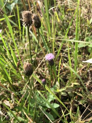 <a href="https://taieol.tw/muse/digi_object/16295408fbf2560a2c6ad7dab5d136e3" target="_blank">泥胡菜／By：jodyhsieh／iNaturalist</a>