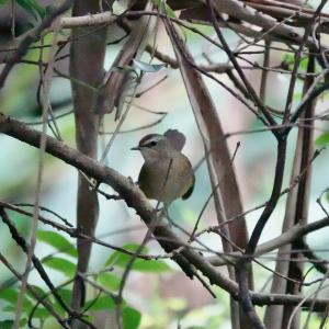 <a href="https://taieol.tw/muse/digi_object/90e5b49a6b4cf345ce39dcc6d864146c" target="_blank">野鴝／By：alexsu／iNaturalist</a>