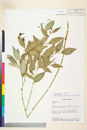 <a href="https://brmas.openmuseum.tw/muse/digi_object/62733f6c77500d8df21af0e89fea283e" target="_blank">早田氏菝葜(菱葉菝葜)／中央研究院生物多樣性研究博物館植物標本館 (HAST)</a>
