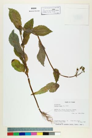 <a href="https://brmas.openmuseum.tw/muse/digi_object/62746cc8cc342d81c7193a62173495d8" target="_blank">鬼苦苣菜／中央研究院生物多樣性研究博物館植物標本館 (HAST)</a>