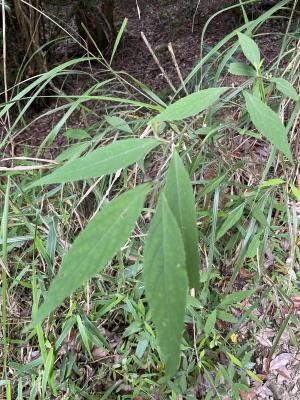 <a href="https://taieol.tw/muse/digi_object/7dab0c0683afc972b645b87402d8344f" target="_blank">巒大紫珠／By：liushengyu／iNaturalist</a>
