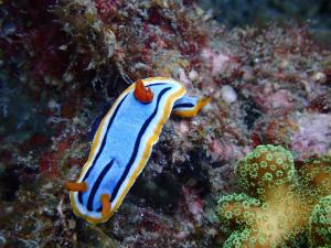 265 Chromodoris annae