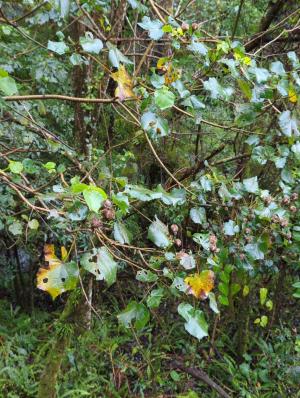 <a href="https://taieol.tw/muse/digi_object/cf9212c3255991d939412fdc0ca06de1" target="_blank">山芙蓉／By：jidy／iNaturalist</a>