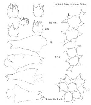 狹葉鞭蘚