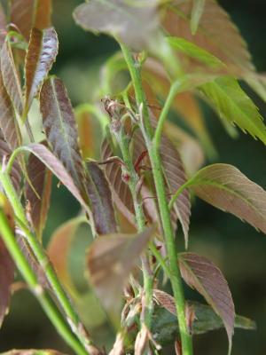 Cycloneuroterus ergei 生長於狹葉櫟新枝條的蟲癭