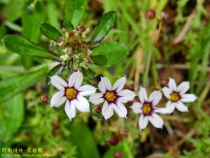 <a href="https://taieol.tw/muse/digi_object/0e0e8a0de6fb92ef5be15880e290ee60" target="_blank">庭菖蒲／By：kinmatsu／iNaturalist</a>