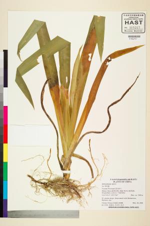 <a href="https://brmas.openmuseum.tw/muse/digi_object/63132679acc23ef32e2a4726937f9d5a" target="_blank">鳶尾屬／中央研究院生物多樣性研究博物館植物標本館 (HAST)</a>