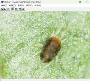 <a href="https://taieol.tw/muse/digi_object/e80a55d26d7359d7dcbe63f621c6e044" target="_blank">二點葉蟎／By：naturalist8102／iNaturalist</a>