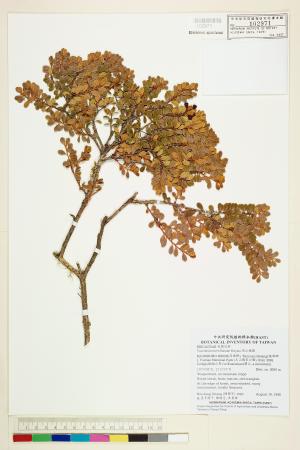 <a href="https://brmas.openmuseum.tw/muse/digi_object/6344ffaf88ac8f82f1f344cdbfd2831a" target="_blank">高山越橘／中央研究院生物多樣性研究博物館植物標本館 (HAST)</a>