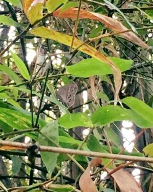 <a href="https://taieol.tw/muse/digi_object/90b909eca0a19ac882fdac43cb151295" target="_blank">小眉眼蝶／By：demihsu／iNaturalist</a>