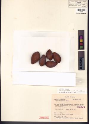 <a href="https://brmas.openmuseum.tw/muse/digi_object/6367a61331e71560e2cea9874fb36bfc" target="_blank">台東蘇鐵／中央研究院生物多樣性研究博物館植物標本館 (HAST)</a>