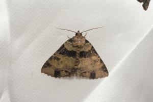 <a href="https://taieol.tw/muse/digi_object/a2cdded6dd0edc14ddf62469506fb780" target="_blank">Hypersypnoides quadrinotata／By：roeyo／iNaturalist</a>