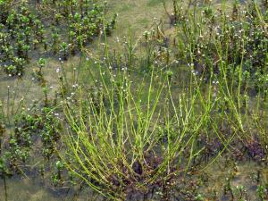 <a href="https://taieol.tw/muse/digi_object/24bd67d0c3203b8b9d6609569abdb517" target="_blank">虻眼草／By：chenjacy／iNaturalist</a>