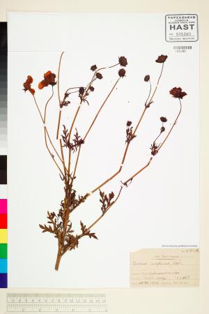 <a href="https://brmas.openmuseum.tw/muse/digi_object/63a81b706031669902dc7922390bafc1" target="_blank">黃波斯菊／中央研究院生物多樣性研究博物館植物標本館 (HAST)</a>