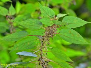 <a href="https://taieol.tw/muse/digi_object/fcfeb806a8fdf47edbf268c9c6f436c3" target="_blank">苧麻／By：kinmatsu／iNaturalist</a>