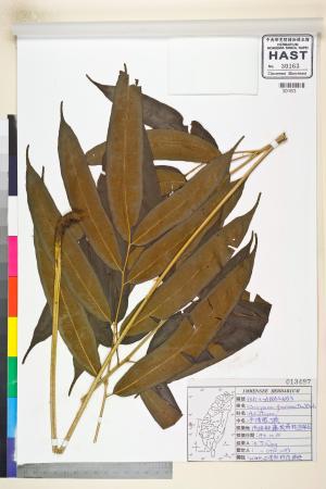 <a href="https://brmas.openmuseum.tw/muse/digi_object/63ec39a6f2de2436296bc6ec671c9d1d" target="_blank">全緣鳳了蕨／中央研究院生物多樣性研究博物館植物標本館 (HAST)</a>