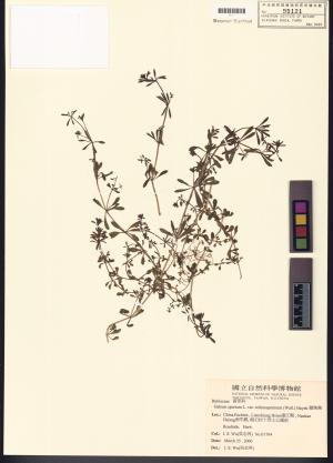 <a href="https://brmas.openmuseum.tw/muse/digi_object/6409f37b0788bf5e2d66726bf56c5de1" target="_blank">豬殃殃／中央研究院生物多樣性研究博物館植物標本館 (HAST)</a>
