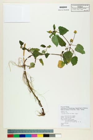 <a href="https://brmas.openmuseum.tw/muse/digi_object/643c7ea3787008c5d7bfafd162b78e8b" target="_blank">天文草／中央研究院生物多樣性研究博物館植物標本館 (HAST)</a>