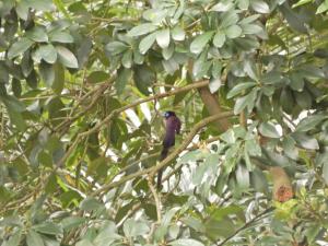 <a href="https://taieol.tw/muse/digi_object/4511280d9c5216fdac2e5aa3acf7e10e" target="_blank">紫綬帶／By：lava_chen／iNaturalist</a>
