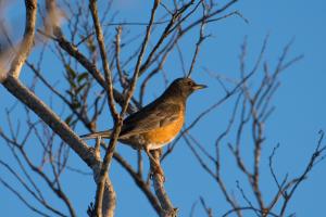 <a href="https://taieol.tw/muse/digi_object/8bb6bf5769eb8879b731d6f0fe9dcbea" target="_blank">赤腹鶇／By：roeyo／iNaturalist</a>
