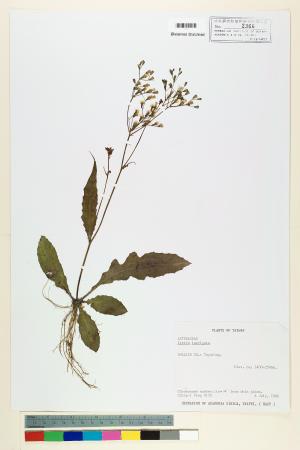<a href="https://brmas.openmuseum.tw/muse/digi_object/64a2ef6b373e58b7ee45a329a14fa825" target="_blank">刀傷草／中央研究院生物多樣性研究博物館植物標本館 (HAST)</a>