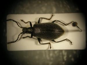 灰黑異角擬金花蟲標本照