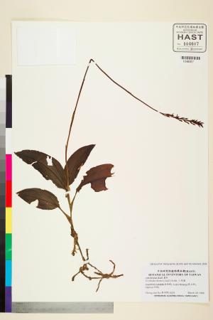 <a href="https://brmas.openmuseum.tw/muse/digi_object/64cf5f3fbdb80ae2409706bc13ae5d29" target="_blank">小唇蘭／中央研究院生物多樣性研究博物館植物標本館 (HAST)</a>