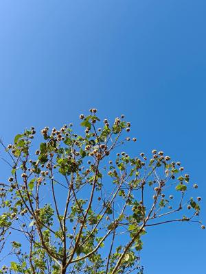 <a href="https://taieol.tw/muse/digi_object/9c2991caa1d2cc70a5164d7a568a97e4" target="_blank">牧野氏山芙蓉／By：naturalist14740／iNaturalist</a>