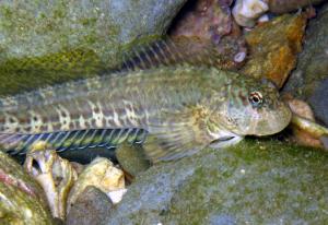 Blenniella periophthalmus 圍眼真蛙鳚