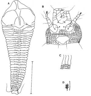 Epitrimerus turgidus Huang, 2001