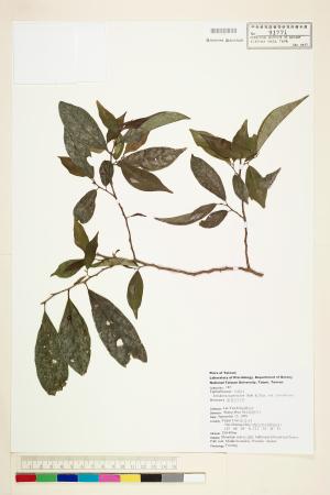 <a href="https://brmas.openmuseum.tw/muse/digi_object/653b3ac7fa67cf9ca31057cc196cf9cd" target="_blank">密花五月茶／中央研究院生物多樣性研究博物館植物標本館 (HAST)</a>