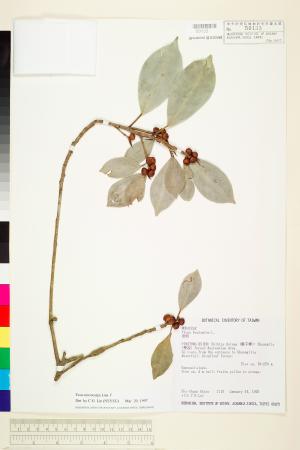 <a href="https://brmas.openmuseum.tw/muse/digi_object/653c3226fe8dbf62e037907c64458d49" target="_blank">榕樹(正榕)／中央研究院生物多樣性研究博物館植物標本館 (HAST)</a>