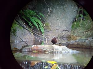 <a href="https://taieol.tw/muse/digi_object/7fe00ac8ba3e7319dba3bee9d980a4f8" target="_blank">河烏／By：pseudoshuigeeee／iNaturalist</a>
