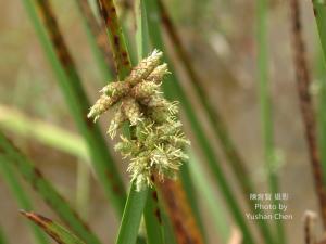 <a href="https://taieol.tw/muse/digi_object/bda012f4fa7803330205f7b58f253963" target="_blank">水毛花／By：陳育賢／陳育賢</a>