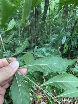 <a href="https://taieol.tw/muse/digi_object/3acfacd030db2f78de0fb50ecc43587d" target="_blank">疏花紫珠／By：pchi45／iNaturalist</a>