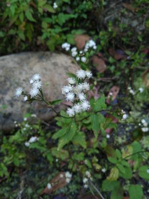 <a href="https://taieol.tw/muse/digi_object/5493e84601af89f13e78dbd7e7268df6" target="_blank">藿香薊／By：chiehliangchen／iNaturalist</a>