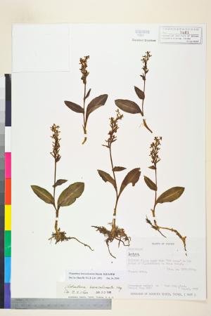 <a href="https://brmas.openmuseum.tw/muse/digi_object/658d2af0b4446bc9c9c736a16578b43d" target="_blank">短距粉蝶蘭／中央研究院生物多樣性研究博物館植物標本館 (HAST)</a>