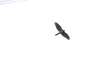 <a href="https://taieol.tw/muse/digi_object/2fbf3e26c78e4f00cbdc5ccc2a3a23ea" target="_blank">蒼鷹／By：samhuang1109／iNaturalist</a>