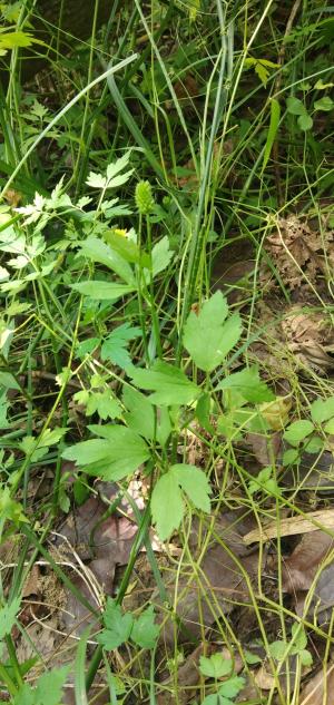 <a href="https://taieol.tw/muse/digi_object/1e796250bdebc1cdce901db50a3987b2" target="_blank">茴茴蒜／By：calcium／iNaturalist</a>