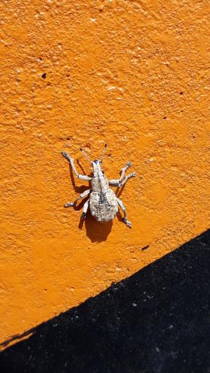 <a href="https://taieol.tw/muse/digi_object/997dad2fcbf63a1d70b79aa74f9d8e8c" target="_blank">Dermatoxenus caesicollis／By：chen_z／iNaturalist</a>