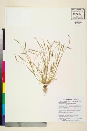 <a href="https://brmas.openmuseum.tw/muse/digi_object/65c625afce54546dd35f13c3cb0226e7" target="_blank">黃花庭菖蒲／中央研究院生物多樣性研究博物館植物標本館 (HAST)</a>